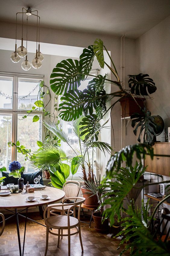 7 Dreamy ways to decorate your home with different types plants